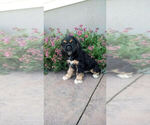 Puppy Tyler Cocker Spaniel