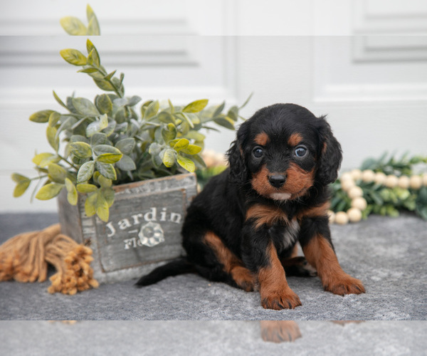 Medium Photo #3 Cavapoo (Miniature) Puppy For Sale in SHILOH, OH, USA