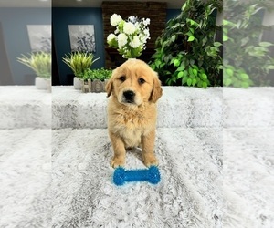 Golden Retriever Puppy for Sale in GREENFIELD, Indiana USA