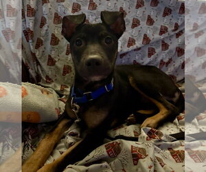 Beagle-Unknown Mix Dogs for adoption in Jefferson, NJ, USA