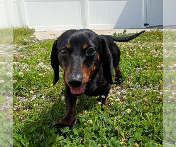 Medium Photo #6 Dachshund Puppy For Sale in Shelbyville, TN, USA