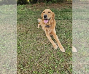 Golden Retriever Dog for Adoption in SALISBURY, North Carolina USA