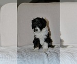 Puppy Jane Bernedoodle