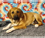 Small #1 Great Pyrenees Mix