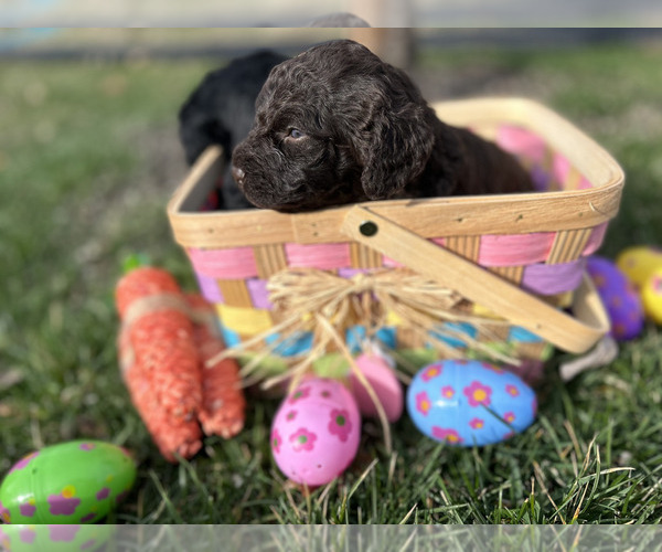 Medium Photo #2 Spanish Water Dog Puppy For Sale in NEW ALBANY, IN, USA