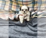 Small Photo #11 Mal-Shi Puppy For Sale in SILEX, MO, USA