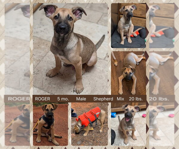 Medium Photo #2 Mutt Puppy For Sale in Mesa, AZ, USA