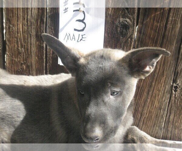 Medium Photo #6 Dutch Shepherd Dog Puppy For Sale in TUCSON, AZ, USA