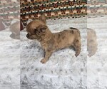 Small #11 Chihuahua