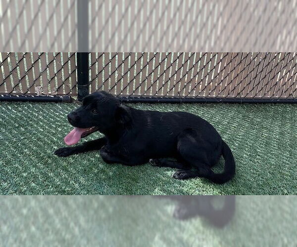 Medium Photo #4  Puppy For Sale in , 