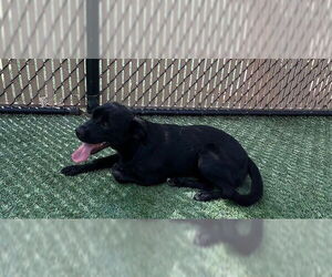 American Bulldog-Unknown Mix Dogs for adoption in Norco, CA, USA