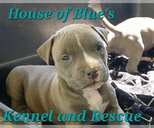 American Pit Bull Terrier Puppy for sale in DELAWARE, OH, USA