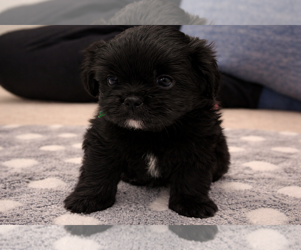 Medium Photo #1 Shih Tzu-Shorkie Tzu Mix Puppy For Sale in ELIZABETH, CO, USA