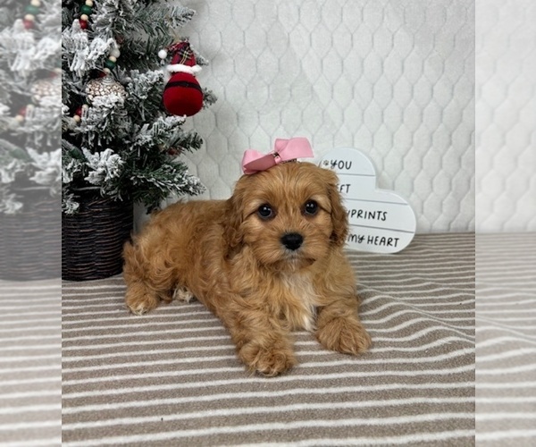 Medium Photo #2 Cavapoo (Miniature) Puppy For Sale in GREENFIELD, IN, USA