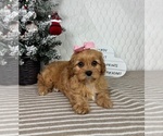 Small #1 Cavapoo (Miniature)