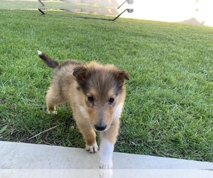 Collie Puppy for sale in SAN DIEGO, CA, USA