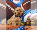 Small Photo #4 Cavapoo Puppy For Sale in BIRD IN HAND, PA, USA