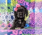 Small Photo #2 Cocker Spaniel Puppy For Sale in BIRD IN HAND, PA, USA