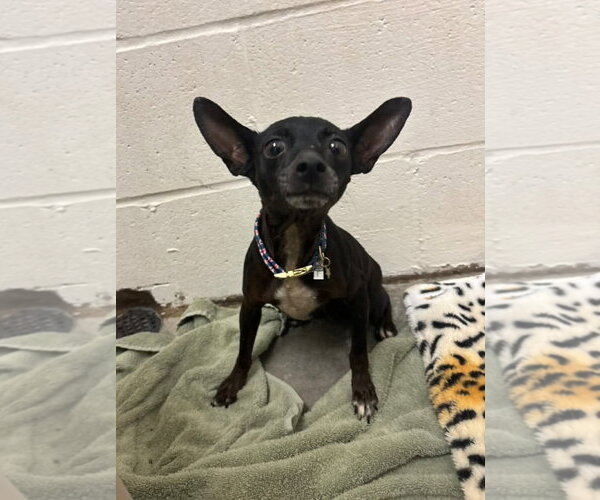 Medium Photo #4 Chihuahua Puppy For Sale in Rosenberg, TX, USA