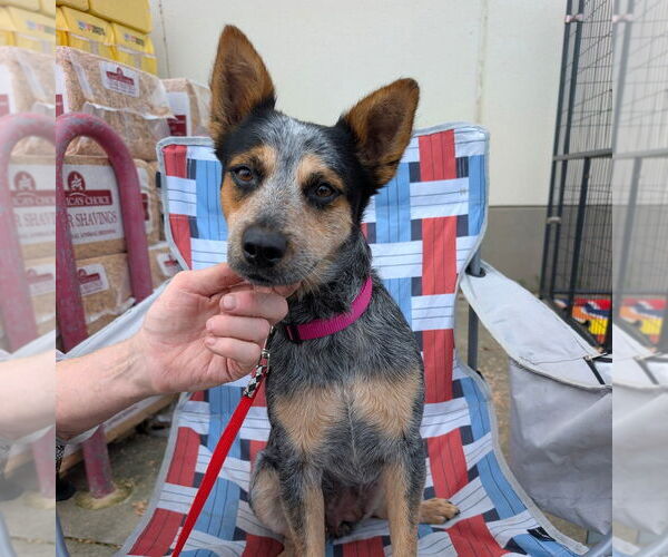 Medium Photo #1 Mutt Puppy For Sale in Chico, CA, USA