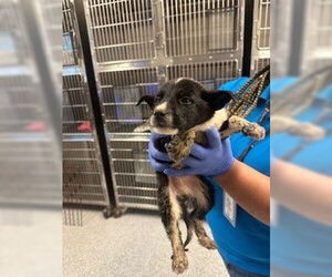 German Shepherd Dog-Unknown Mix Dogs for adoption in Houston, TX, USA