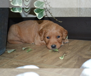 Golden Retriever Puppy for Sale in GREENWOOD, Wisconsin USA