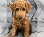 Small Photo #17 Goldendoodle (Miniature) Puppy For Sale in BULLARD, TX, USA