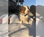 Puppy Lightning Australian Shepherd