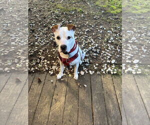 Odie - Male American Bulldog-Unknown Mix Dog for Adoption - Photo #6