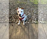 Small #5 American Bulldog Mix