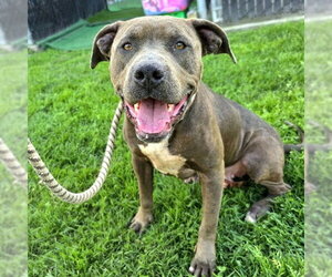 Mutt Dogs for adoption in Long Beach, CA, USA