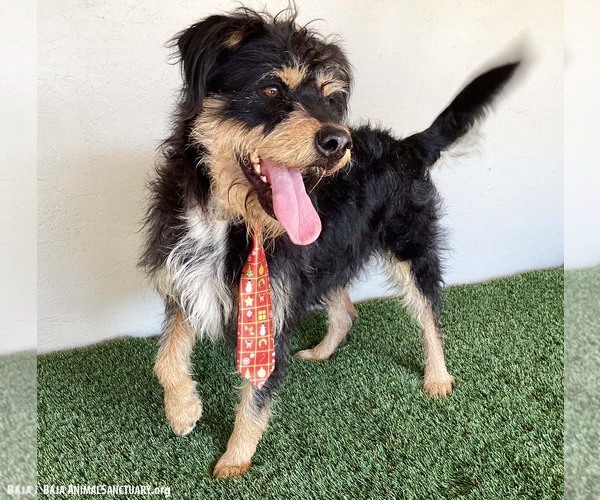 Medium Photo #3 Mutt Puppy For Sale in San Diego, CA, USA