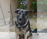 Small #4 German Shepherd Dog Mix