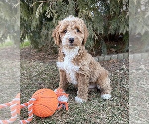Cockapoo Dog for Adoption in MIDDLEBURY, Indiana USA