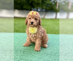 Goldendoodle (Miniature) Puppy for sale in FROSTPROOF, FL, USA