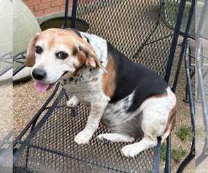 Theresa - Female Beagle Dog for Adoption - Photo #2