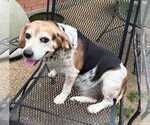 Small Photo #2 Beagle Puppy For Sale in Dunnellon, FL, USA