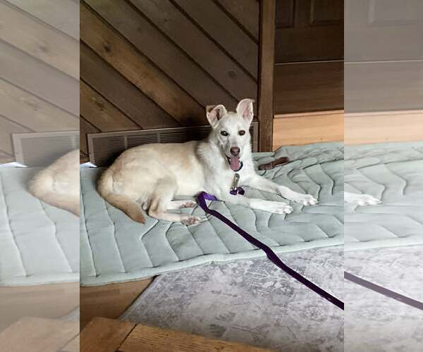 Medium Photo #3 Unknown-white german shepherd Mix Puppy For Sale in Hoffman Estates, IL, USA