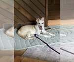 Small #2 white german shepherd Mix