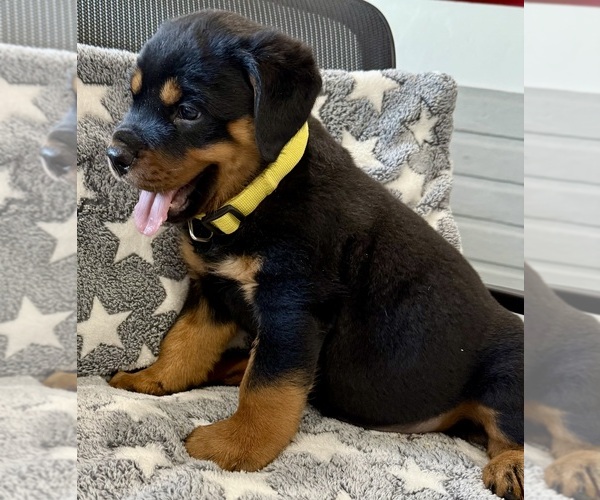 Medium Photo #7 Rottweiler Puppy For Sale in BRIGHTON, CO, USA