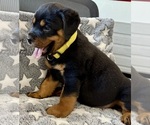 Small #6 Rottweiler