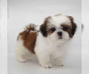 Shih Tzu Puppy for sale in LOS ANGELES, CA, USA