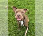 Small #2 American Pit Bull Terrier Mix