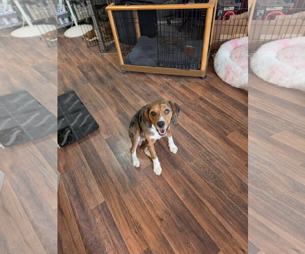 Medium Photo #5 Beagle-Unknown Mix Puppy For Sale in Las Vegas, NV, USA