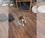 Small #4 Beagle Mix