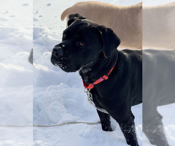 Medium Photo #11 Mutt Puppy For Sale in Belleville, MI, USA