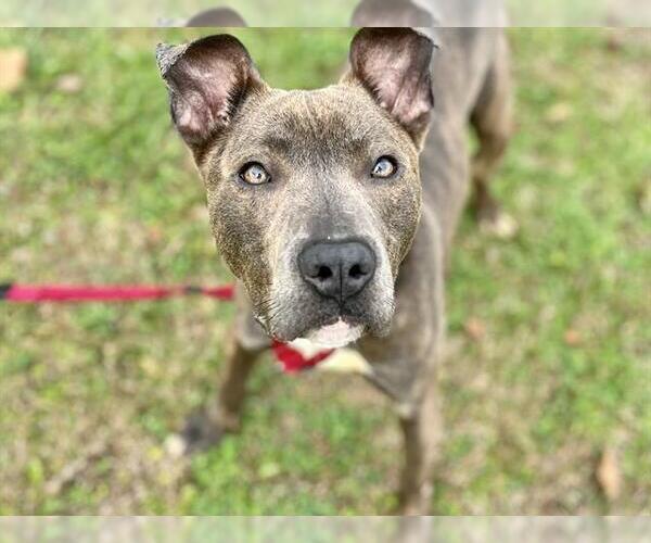 Medium Photo #1 American Pit Bull Terrier Puppy For Sale in Tallahassee, FL, USA