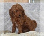 Small Photo #4 Goldendoodle (Miniature) Puppy For Sale in NEW HOLLAND, PA, USA