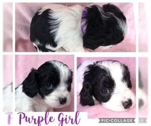 Cavapoo Puppy for sale in FRISCO, TX, USA
