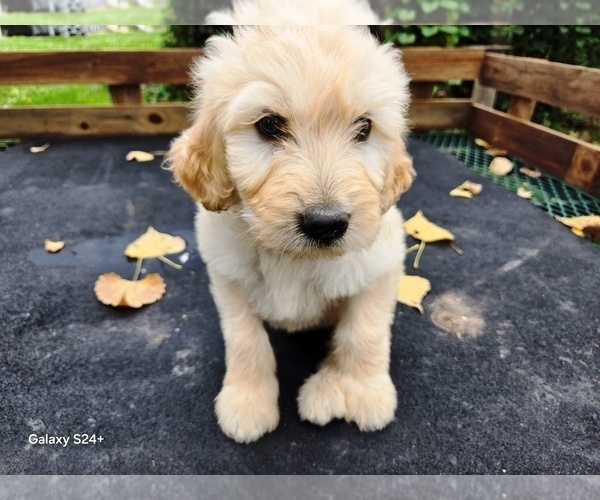 Medium Photo #5 Goldendoodle Puppy For Sale in LEON, KS, USA
